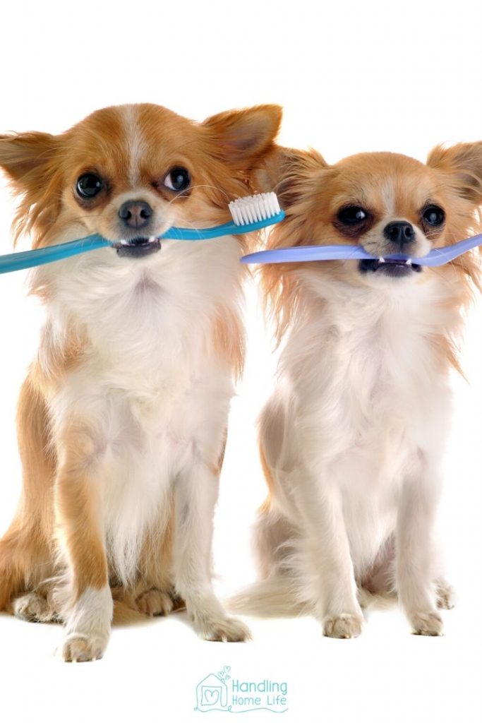 two small puppies holding a toothbrush in their mouth